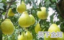 市際包車是什么意思，包車旅游城市
